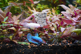Buy Fish Insectivore Mix